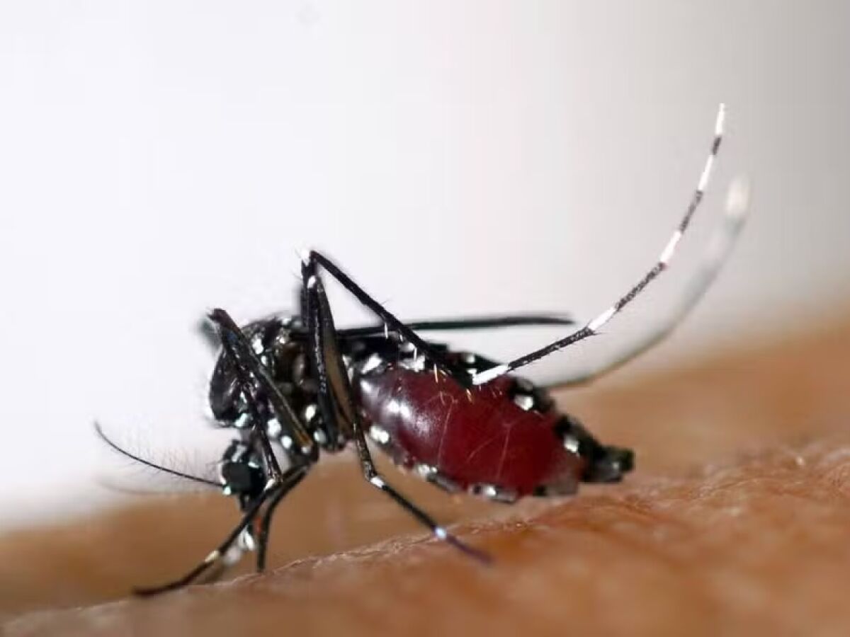  Prevenção de dengue deve ir além de mensagens sobre hábitos e cuidados