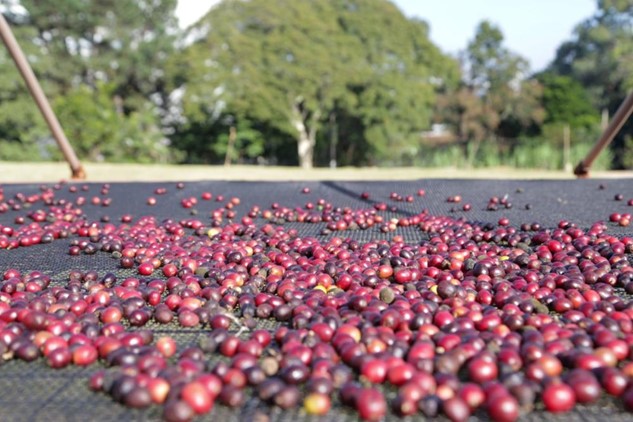 Alta da demanda chinesa por café cria oportunidades para produtores paulistas