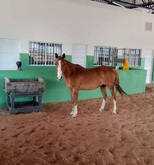 APAE Garça recebe doação de um cavalo: “Senna” fará parte da equipe de equoterapia